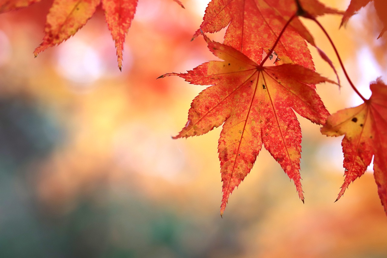 autumn-leaves-6884411_1280